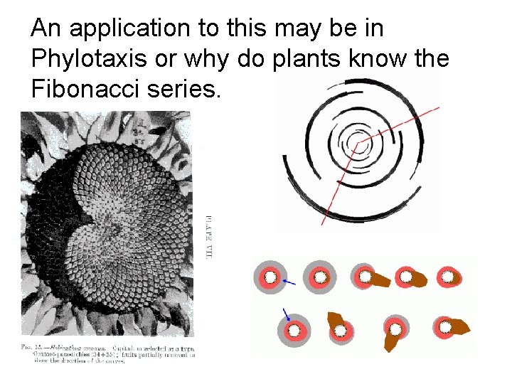 An application to this may be in Phylotaxis or why do plants know the