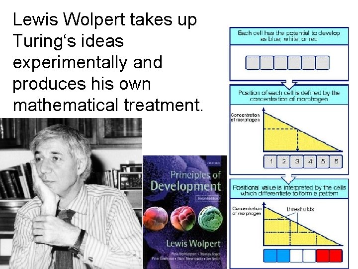 Lewis Wolpert takes up Turing‘s ideas experimentally and produces his own mathematical treatment. 