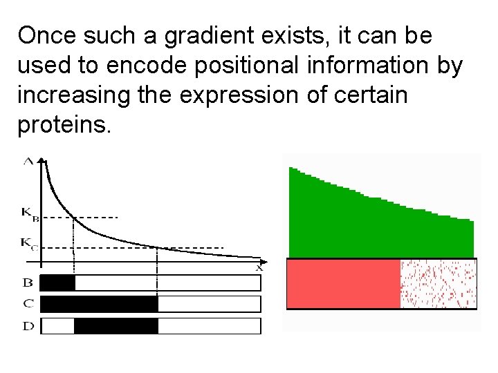 Once such a gradient exists, it can be used to encode positional information by