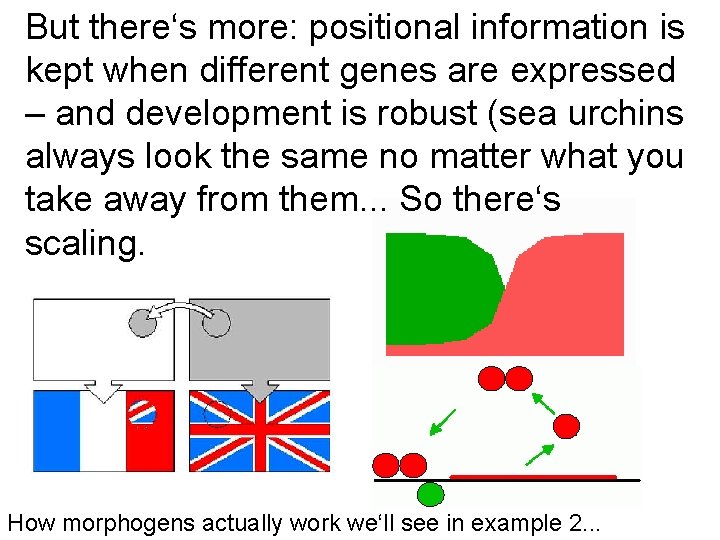 But there‘s more: positional information is kept when different genes are expressed – and