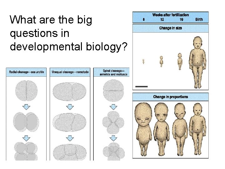 What are the big questions in developmental biology? 