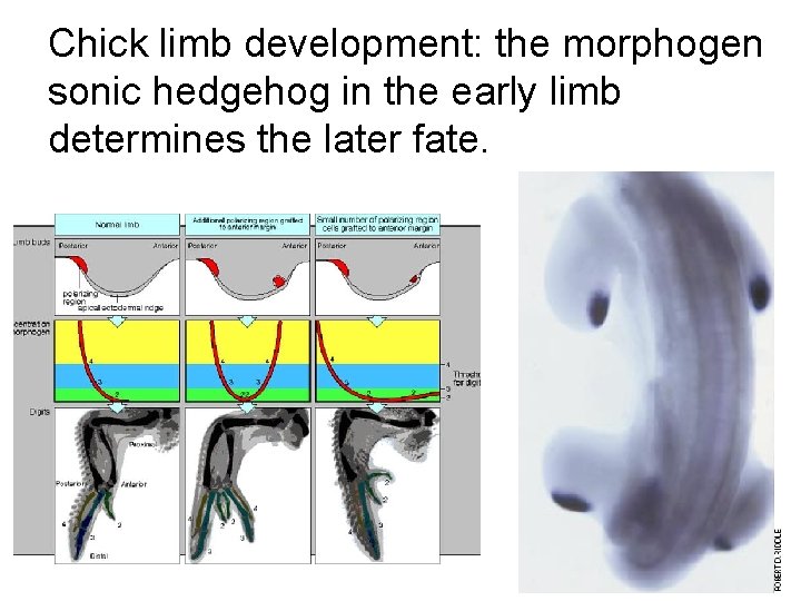 Chick limb development: the morphogen sonic hedgehog in the early limb determines the later