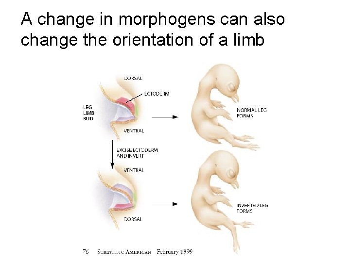 A change in morphogens can also change the orientation of a limb 