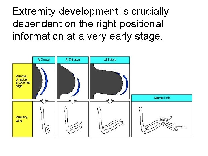 Extremity development is crucially dependent on the right positional information at a very early