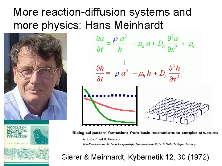 More reaction-diffusion systems and more physics: Hans Meinhardt Gierer & Meinhardt, Kybernetik 12, 30