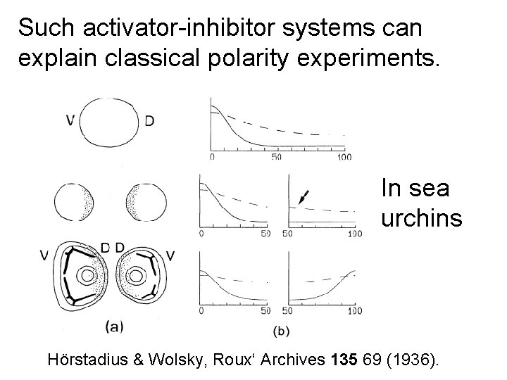 Such activator-inhibitor systems can explain classical polarity experiments. In sea urchins Hörstadius & Wolsky,