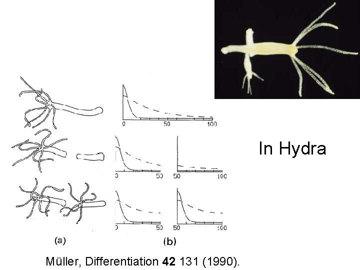 In Hydra Müller, Differentiation 42 131 (1990). 