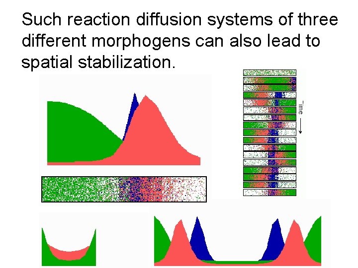 Such reaction diffusion systems of three different morphogens can also lead to spatial stabilization.