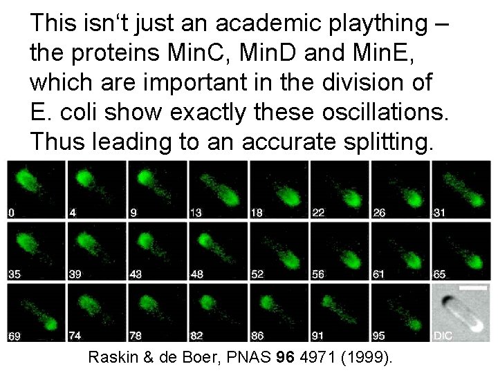 This isn‘t just an academic plaything – the proteins Min. C, Min. D and