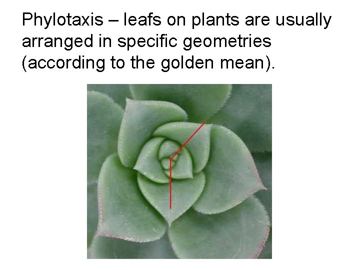 Phylotaxis – leafs on plants are usually arranged in specific geometries (according to the