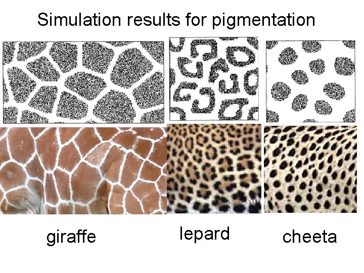 Simulation results for pigmentation giraffe lepard cheeta 