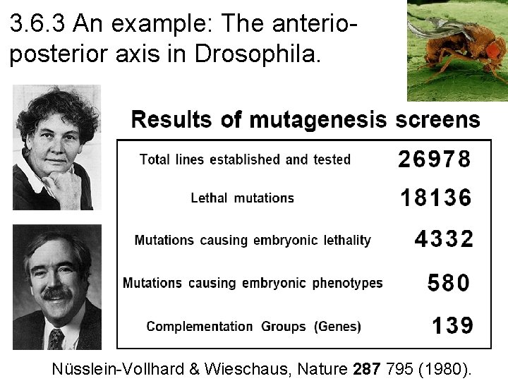 3. 6. 3 An example: The anterioposterior axis in Drosophila. Nüsslein-Vollhard & Wieschaus, Nature