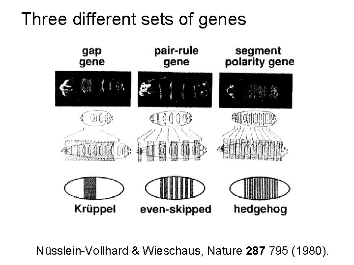 Three different sets of genes Nüsslein-Vollhard & Wieschaus, Nature 287 795 (1980). 
