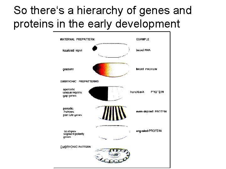 So there‘s a hierarchy of genes and proteins in the early development 