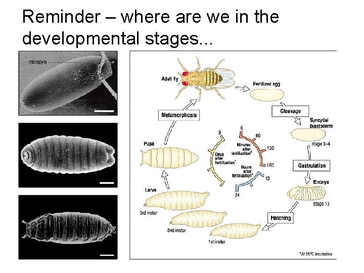 Reminder – where are we in the developmental stages. . . 