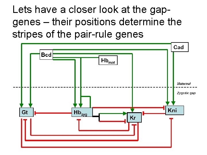 Lets have a closer look at the gapgenes – their positions determine the stripes