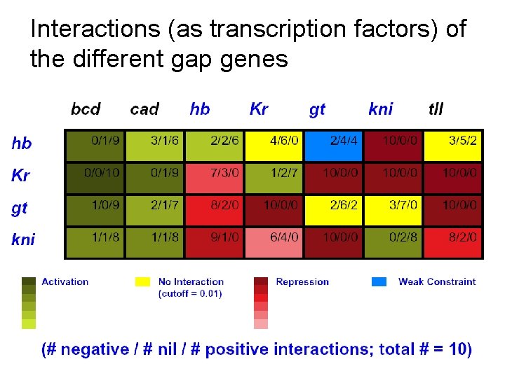 Interactions (as transcription factors) of the different gap genes 