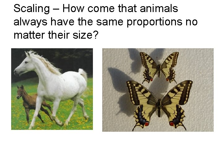 Scaling – How come that animals always have the same proportions no matter their