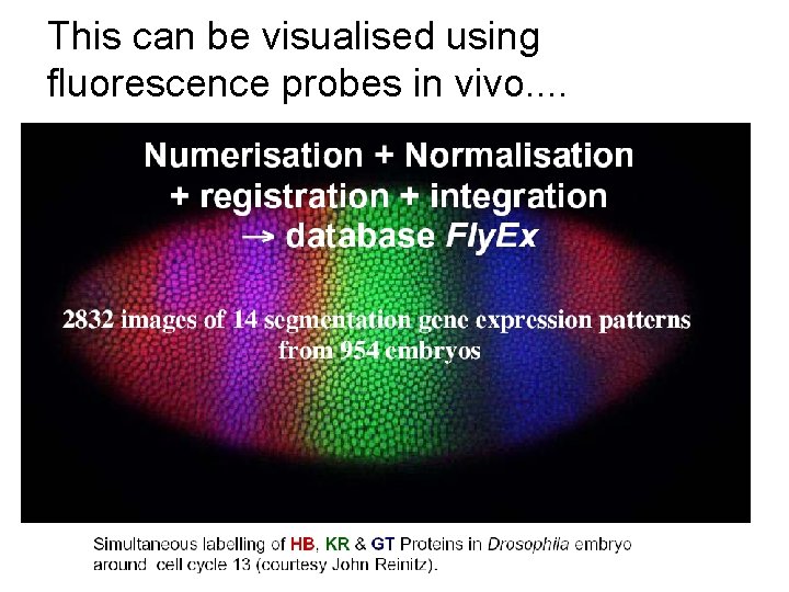 This can be visualised using fluorescence probes in vivo. . 