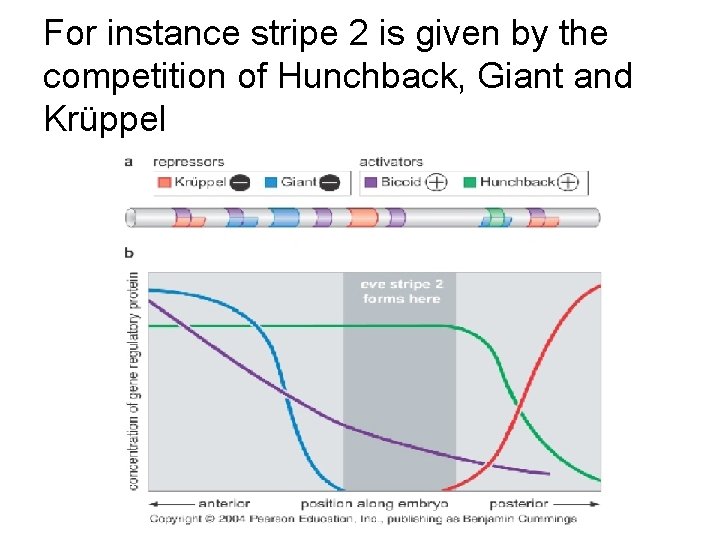 For instance stripe 2 is given by the competition of Hunchback, Giant and Krüppel