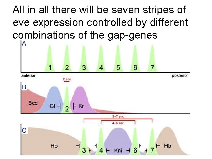 All in all there will be seven stripes of eve expression controlled by different