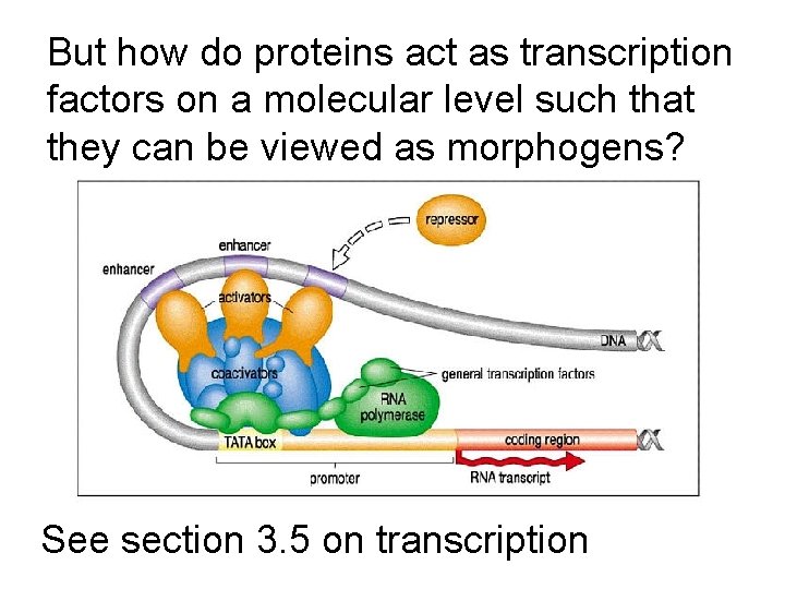 But how do proteins act as transcription factors on a molecular level such that