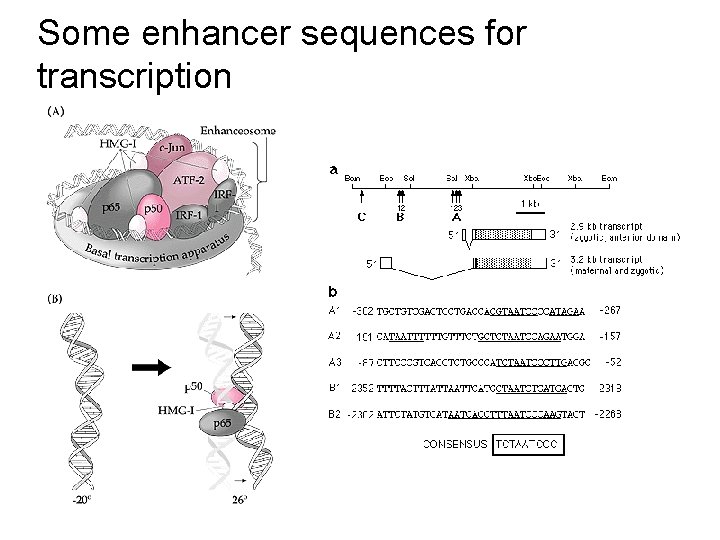 Some enhancer sequences for transcription 