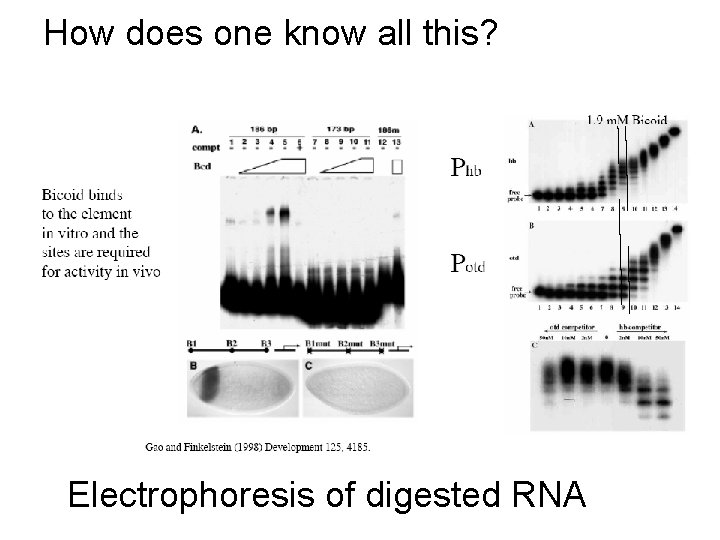 How does one know all this? Electrophoresis of digested RNA 