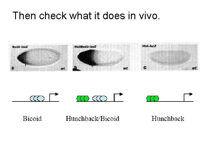 Then check what it does in vivo. 