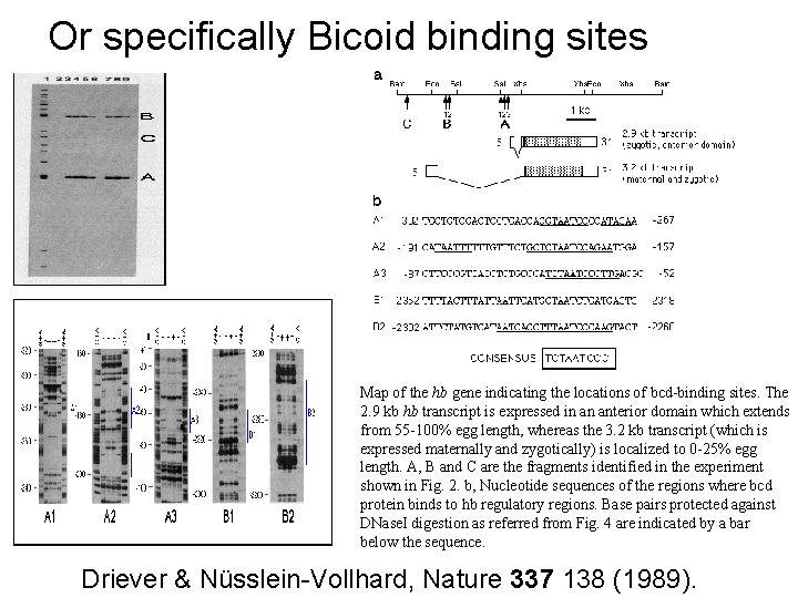 Or specifically Bicoid binding sites Map of the hb gene indicating the locations of