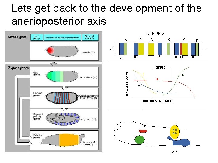 Lets get back to the development of the anerioposterior axis 