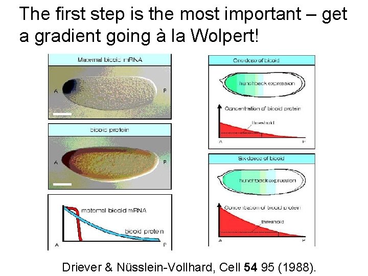 The first step is the most important – get a gradient going à la