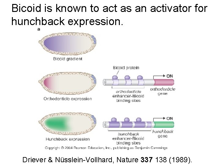 Bicoid is known to act as an activator for hunchback expression. Driever & Nüsslein-Vollhard,