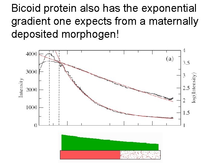 Bicoid protein also has the exponential gradient one expects from a maternally deposited morphogen!