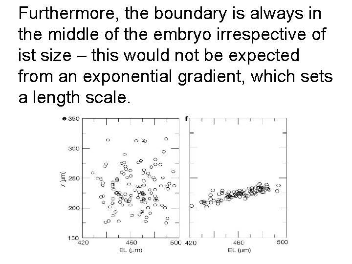 Furthermore, the boundary is always in the middle of the embryo irrespective of ist