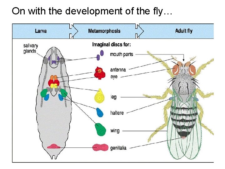 On with the development of the fly… 