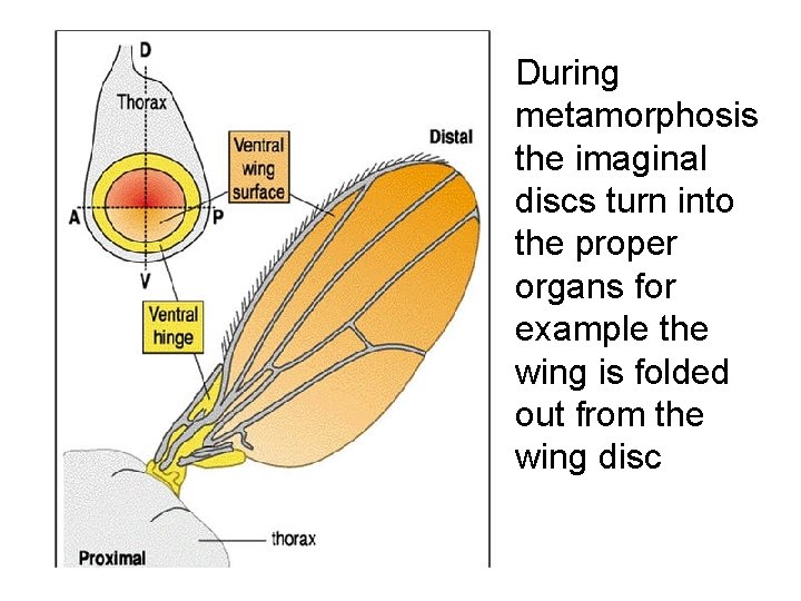 During metamorphosis the imaginal discs turn into the proper organs for example the wing