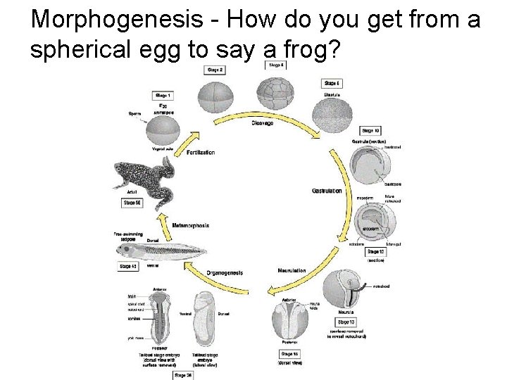 Morphogenesis - How do you get from a spherical egg to say a frog?