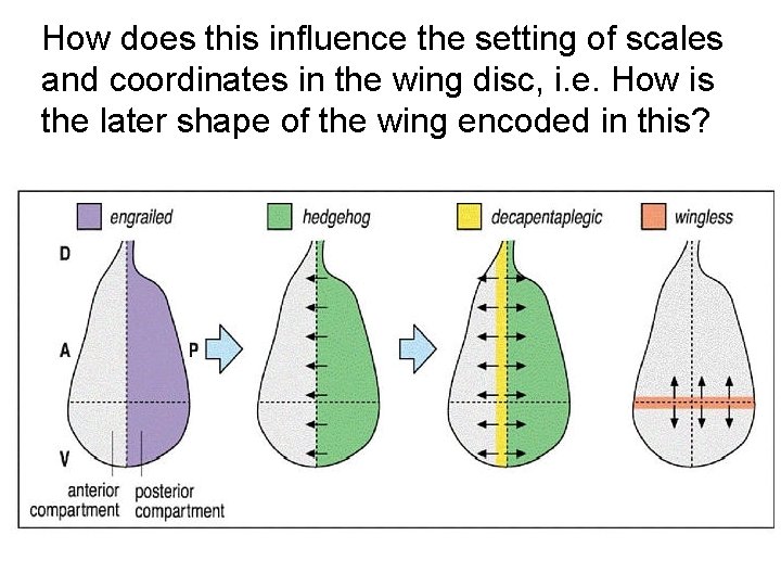 How does this influence the setting of scales and coordinates in the wing disc,