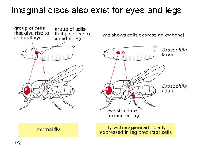 Imaginal discs also exist for eyes and legs 