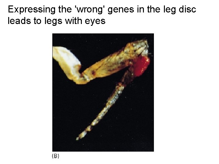 Expressing the 'wrong' genes in the leg disc leads to legs with eyes 