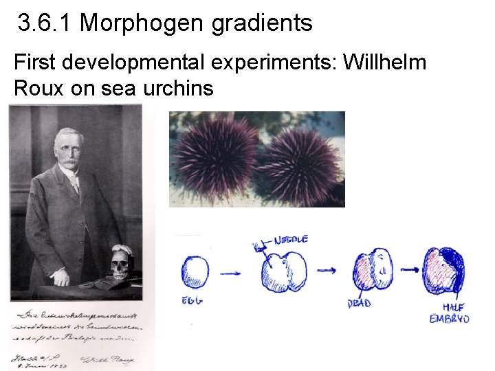 3. 6. 1 Morphogen gradients First developmental experiments: Willhelm Roux on sea urchins 