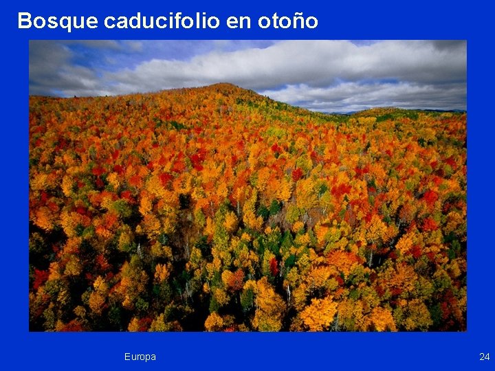 Bosque caducifolio en otoño Europa 24 