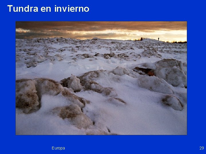 Tundra en invierno Europa 29 