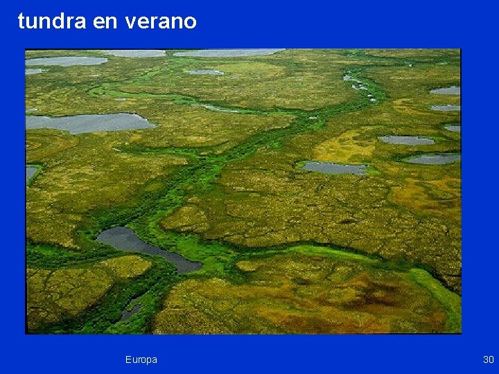 tundra en verano Europa 30 