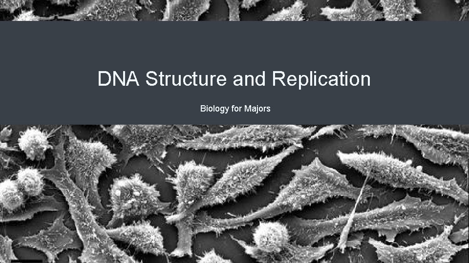 DNA Structure and Replication Biology for Majors 