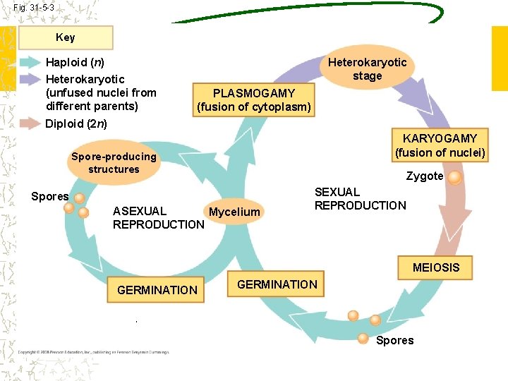 Fig. 31 -5 -3 Key Heterokaryotic stage Haploid (n) Heterokaryotic (unfused nuclei from different