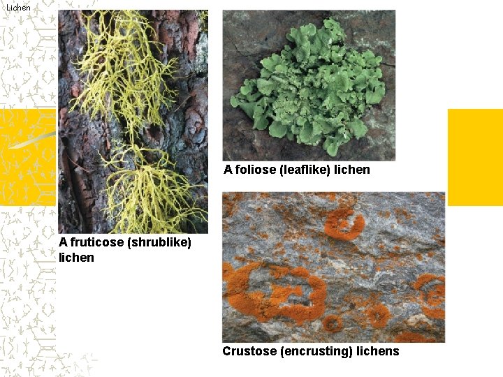 Lichen A foliose (leaflike) lichen A fruticose (shrublike) lichen Crustose (encrusting) lichens 