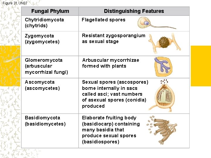 Figure 31. UN 07 Fungal Phylum Distinguishing Features Chytridiomycota (chytrids) Flagellated spores Zygomycota (zygomycetes)