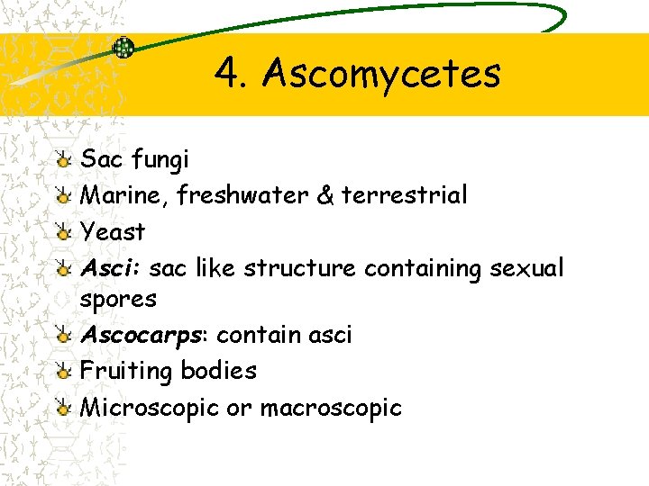 4. Ascomycetes Sac fungi Marine, freshwater & terrestrial Yeast Asci: sac like structure containing